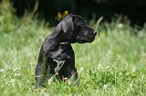 DOGUE ALLEMAND 397